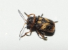 Stylosomus ericeti Kiesenweter, 1851 Stylosomus ericeti Kiesenweter, 1851