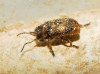 Stylosomus ericeti Kiesenweter, 1851 Stylosomus ericeti Kiesenweter, 1851