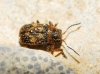 Stylosomus ericeti Kiesenweter, 1851 Stylosomus ericeti Kiesenweter, 1851