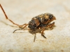 Stylosomus ericeti Kiesenweter, 1851 Stylosomus ericeti Kiesenweter, 1851