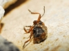 Stylosomus ericeti Kiesenweter, 1851 Stylosomus ericeti Kiesenweter, 1851