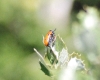 Tituboea sexmaculata (3 de 3)