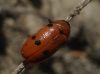 Tituboea sexmaculata (Fabricius, 1781)