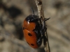 Tituboea sexmaculata (Fabricius, 1781)