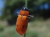 Tituboea sexmaculata (Fabricius, 1781)