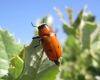 Tituboea sexmaculata (Fabricius, 1781)