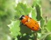 Tituboea sexmaculata (Fabricius, 1781)