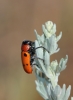 Tituboea sexmaculata (Fabricius, 1781)