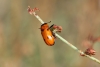 Tituboea sexmaculata (Fabricius, 1781)