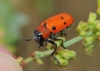Tituboea sexmaculata (Fabricius, 1781)