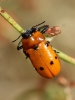 Tituboea sexmaculata (Fabricius, 1781)