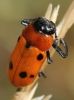 Tituboea sexmaculata (Fabricius, 1781)