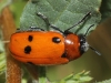 Tituboea sexmaculata (Fabricius, 1781)
