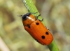 Tituboea sexmaculata (Fabricius, 1781)