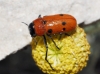 Tituboea sexmaculata (Fabricius, 1781)