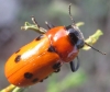 Tituboea sexmaculata Tituboea sexmaculata