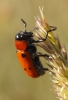Tituboea sexmaculata Tituboea sexmaculata