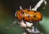 Tituboea biguttata (Olivier, 1791)