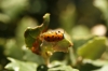Tituboea biguttata (Olivier, 1791)