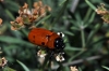 Tituboea sexmaculata (Fabricius, 1781)