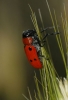 Tituboea sexmaculata (Fabricius, 1781)
