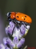 Tituboea sexmaculata (Fabricius, 1781)