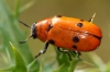 Tituboea sexmaculata (Fabricius, 1781)