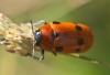 Tituboea sexmaculata (Fabricius, 1781)