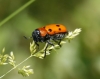 Tituboea sexmaculata (Fabricius, 1781)