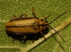 Xanthogaleruca luteola (Mller, 1766)