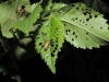 Xanthogaleruca luteola (Mller, 1766)