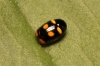 a identificar a identificar