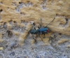 Anthomalachius cf. spinosus (Erichson, 1840)