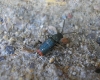 Anthomalachius cf. spinosus (Erichson, 1840)