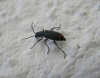Anthomalachius spinosus (Erichson, 1840)