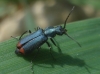 Anthomalachius spinosus (Erichson, 1840)