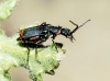 Anthomalachius spinosus (Erichson, 1840)