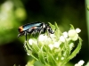 Anthomalachius spinosus (Erichson, 1840)
