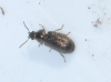 Aplocnemus consobrinus (Rosenhauer, 1856)