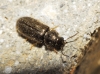 Aplocnemus sp. Aplocnemus sp.
