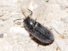 Aplocnemus sp. ? Aplocnemus sp. ?