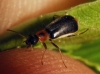 Attalus amictus? Attalus amictus?