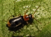 Attalus amictus ? 2/2 Attalus amictus ? 2/2