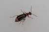 Attalus amictus
