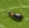 Attalus amictus Attalus amictus