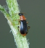 Attalus analis Attalus analis