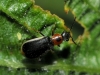 Attalus sp. Attalus sp.