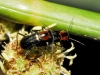 Attalus sp.