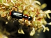 Attalus sp. Attalus sp.