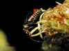 Attalus sp.